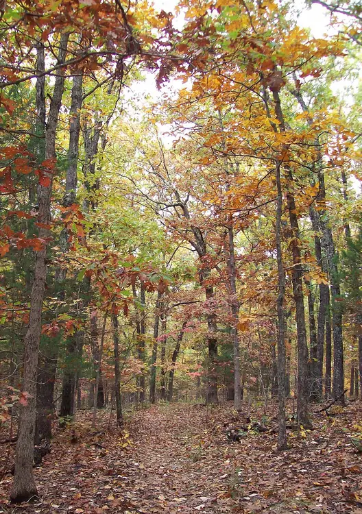 An autumn path through oak and hickory woods in the Missouri Ozarks.